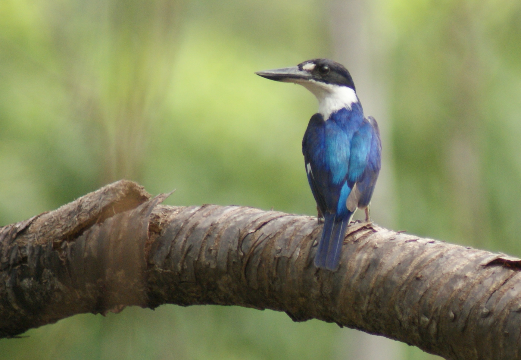 Forest Kingfisher (f) at Holmes Jungle